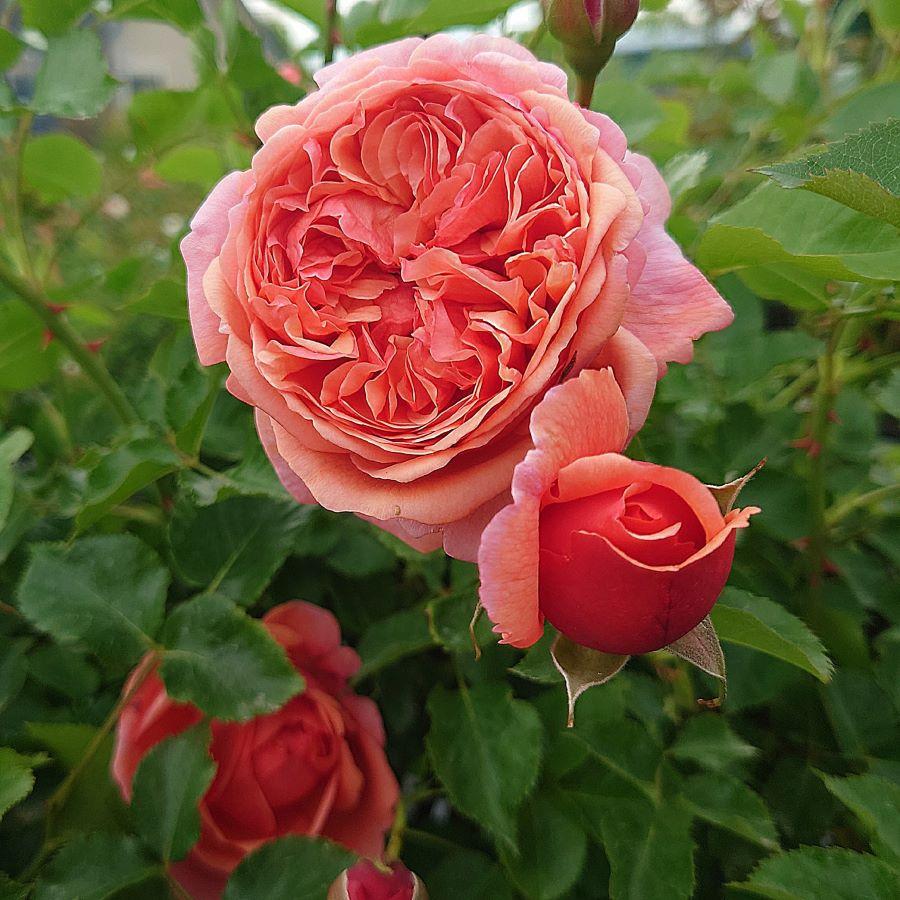 バラ苗 大苗 18cmポット パウル クレー : Apple Roses - 通販 バラ苗 大苗 18cmポット パウル クレー : Apple Roses - 通販