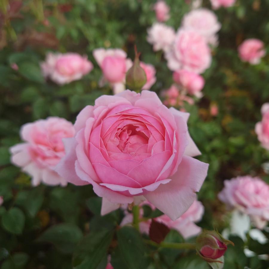 ✧ローズクォーツ ビッグローズ 薔薇 【E】✧ ローズクォーツ 薔薇 彫刻 置物 バラ ばら ローズ 天然石