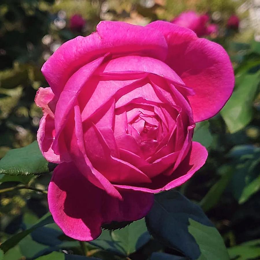 バラ苗 大苗 18cmポット パブ ロック : Apple Roses - 通販 バラ苗 大苗 18cmポット パブ ロック : Apple Roses - 通販