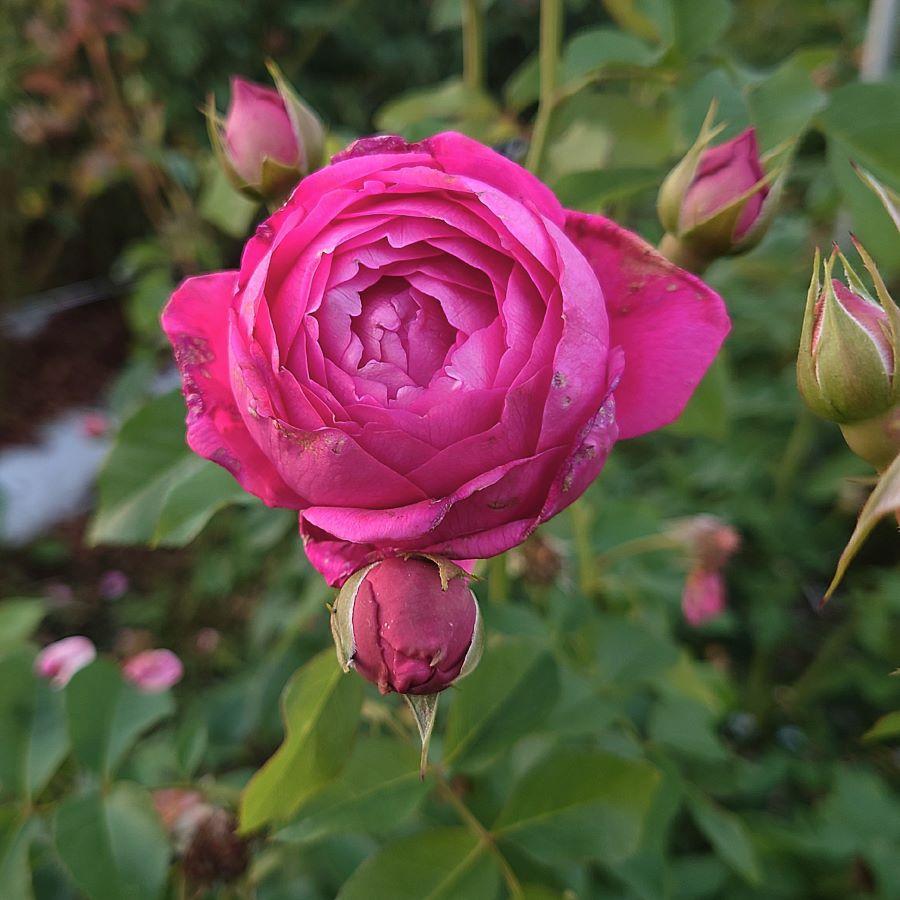 バラ苗 大苗 18cmポット パブ ロック : Apple Roses - 通販 バラ苗 大苗 18cmポット パブ ロック : Apple Roses - 通販