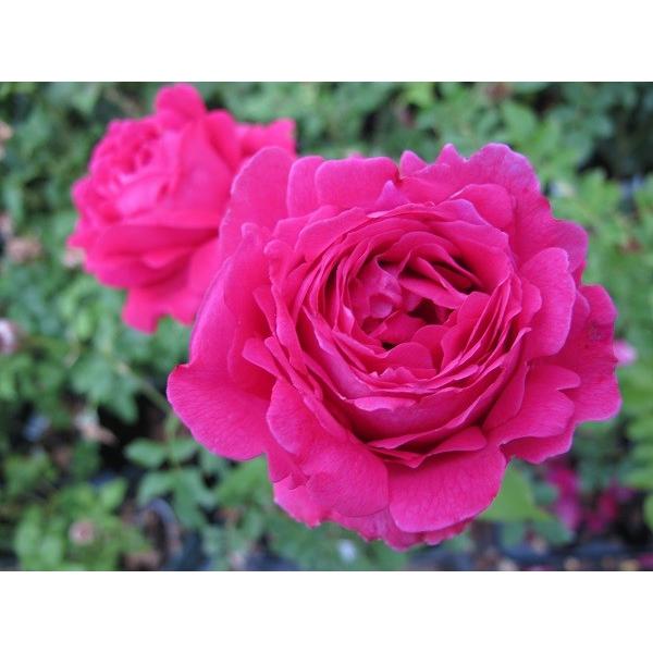 バラ苗　切りバラ苗　Apple J♡ck バラ苗 即納 大苗 18cmポット 四季の香 : Apple Roses - 通販 - Yahoo