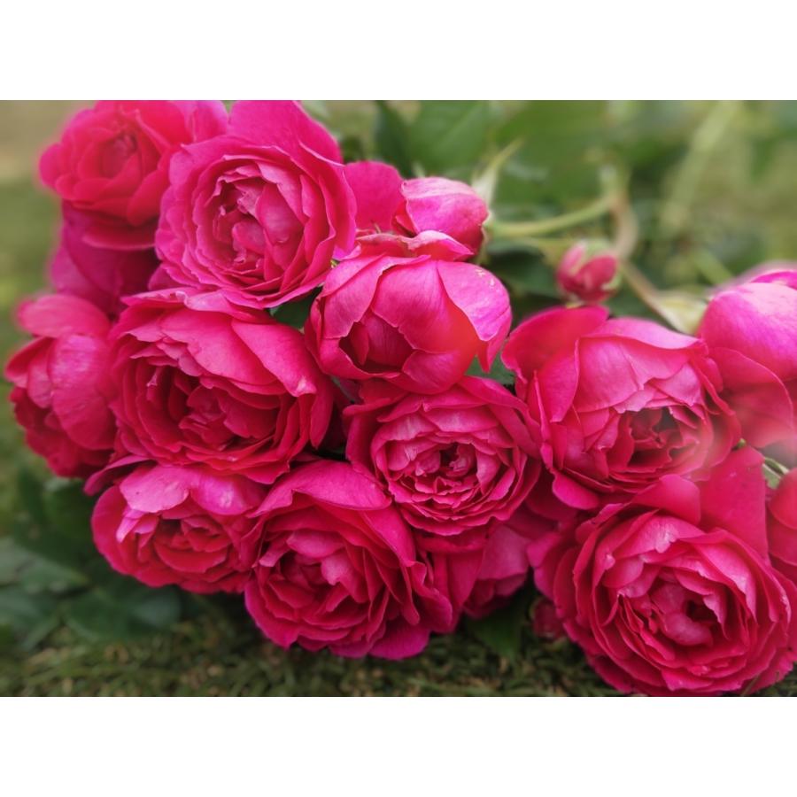 バラ苗 即納 大苗 18cmポット パブ ロック : Apple Roses - 通販