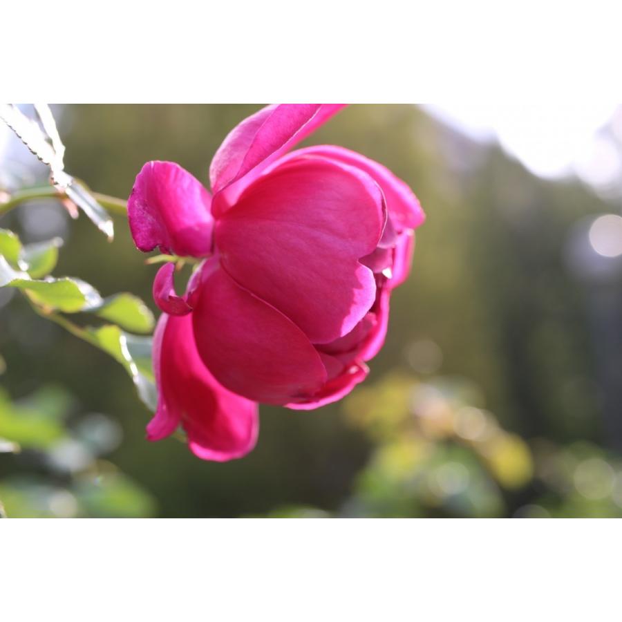 バラ苗 即納 大苗 18cmポット パブ ロック : Apple Roses - 通販