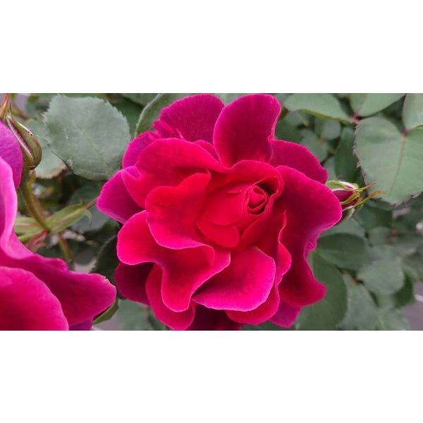 12月中旬以降発送】バラ苗 大苗 18cmポット ロードライト・ガーネット