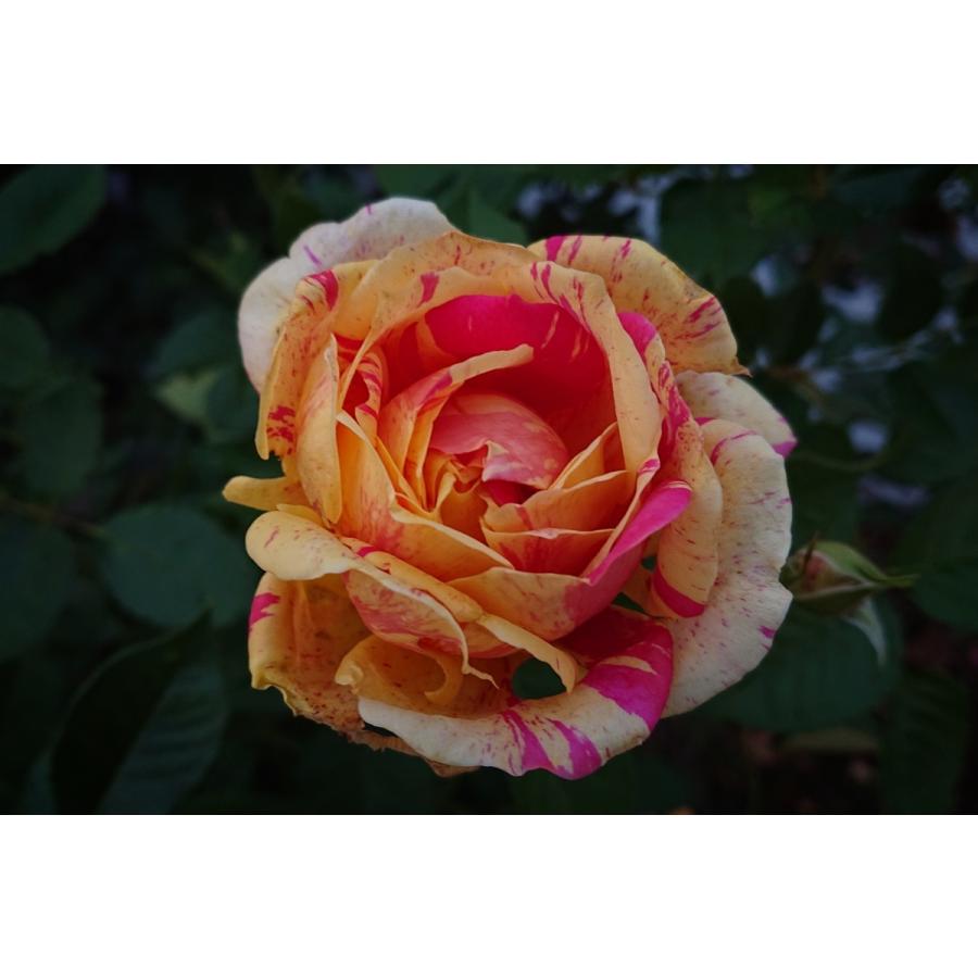 バラ苗 大苗 18cmポット 四季の香｜apple-roses｜03