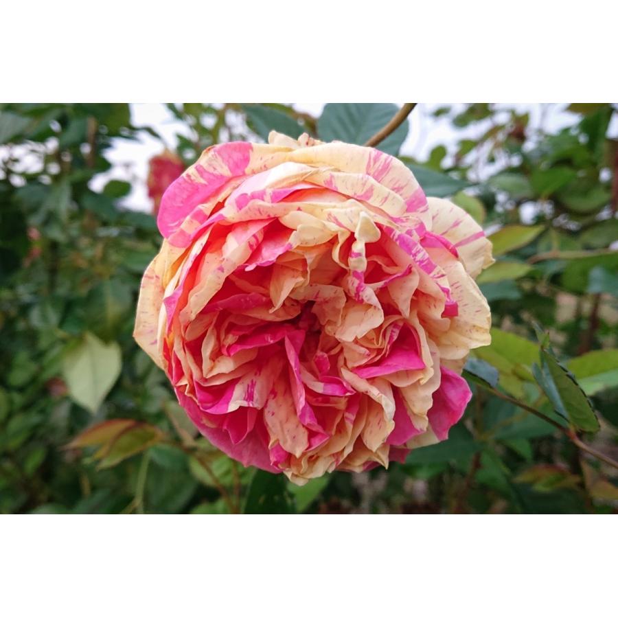 バラ苗 大苗 18cmポット 四季の香 : Apple Roses - 通販 - Yahoo バラ苗 大苗 18cmポット 四季の香 : Apple Roses - 通販 - Yahoo