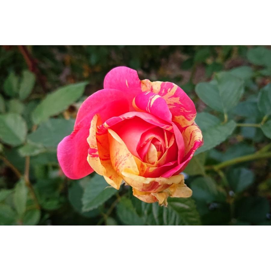 バラ苗 大苗 18cmポット 四季の香｜apple-roses｜06