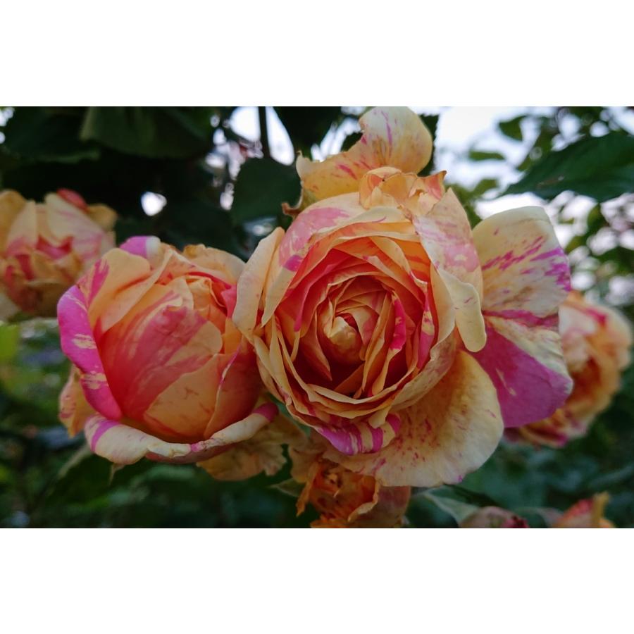 バラ苗 大苗 18cmポット 四季の香｜apple-roses｜08