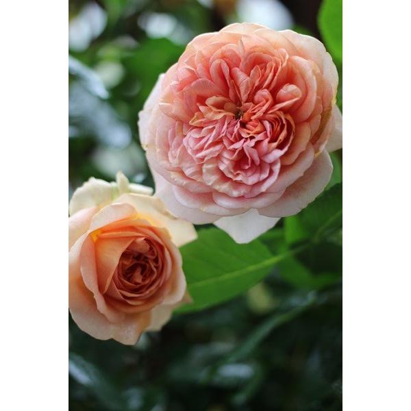 ⭐︎ロゼ@プロフ読んでね⭐︎様　リクエスト バラ苗　7点 12月中旬以降発送】バラ苗 大苗 18cmポット スピリット オブ ワンダー