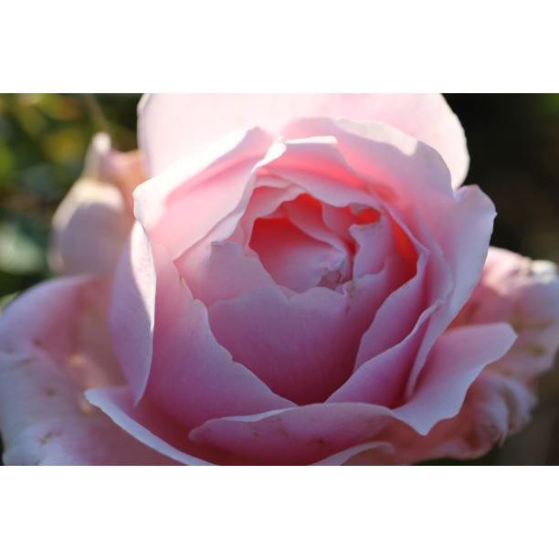 専用作ります☆コメント下さい✦バラ苗✦ꕥ。.予約ꕤ‿ꕤ.。 コメリ【公式】 on X: 