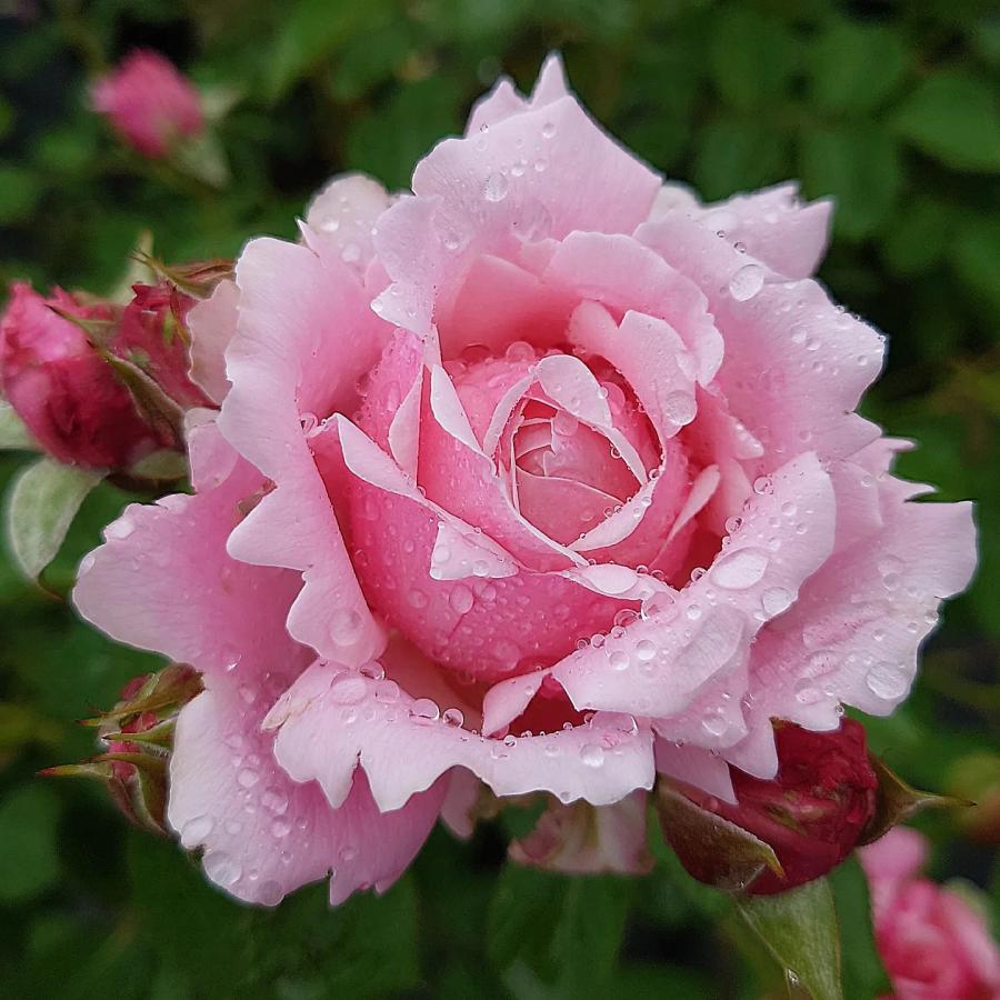 ＊strawberry＊ 薔薇雑貨 strawberry＊ 薔薇雑貨 ゆらゆらいちごのStrawberry Garden