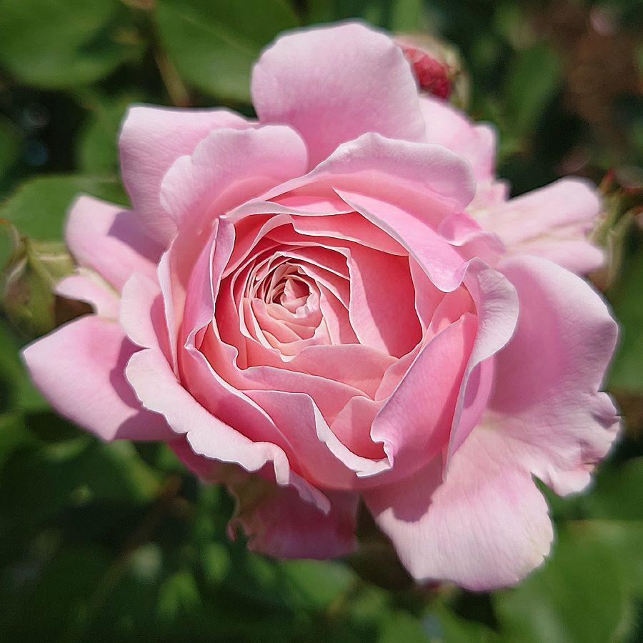 専用ページ　つるバラ苗　挿し木苗　ストロベリー⭐ バラ苗 挿し木苗 ストロベリースウィング 1苗限り 四季咲き 強健 強香