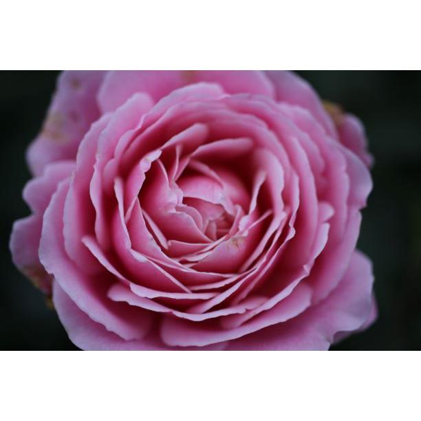 バラ苗 大苗 18cmポット ストロベリー スウィング : Apple Roses