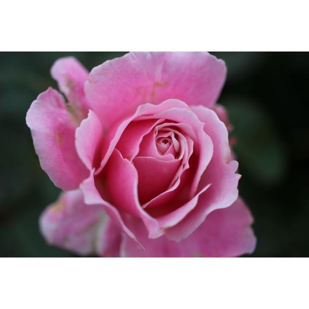 バラ苗 大苗 18cmポット ストロベリー スウィング : Apple Roses