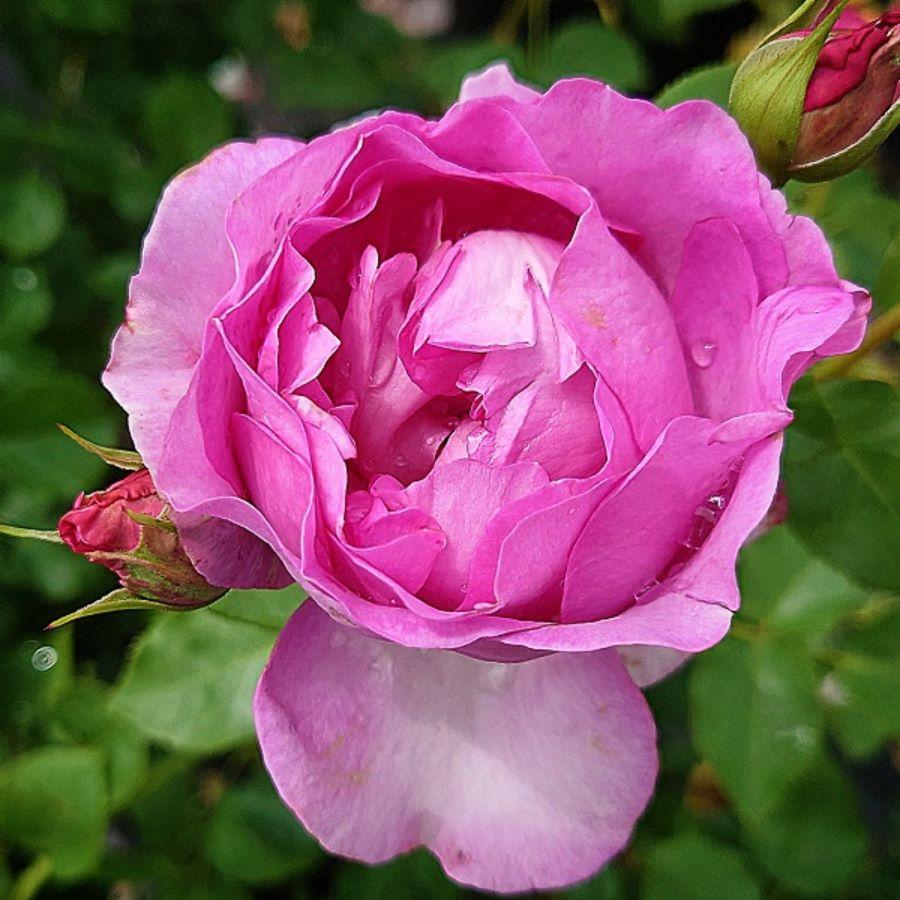 バラ苗 大苗 18cmポット 浮世 : Apple Roses - 通販 - Yahoo バラ苗 大苗 18cmポット 浮世 : Apple Roses - 通販 - Yahoo