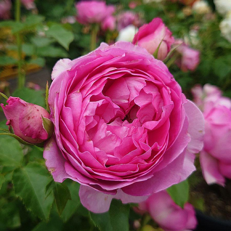 バラ苗 大苗 18cmポット 浮世 : Apple Roses - 通販 - Yahoo バラ苗 大苗 18cmポット 浮世 : Apple Roses - 通販 - Yahoo