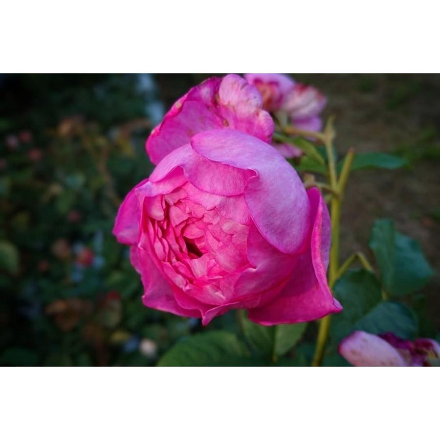 バラ苗 即納 大苗 18cmポット 浮世 : Apple Roses - 通販 - Yahoo