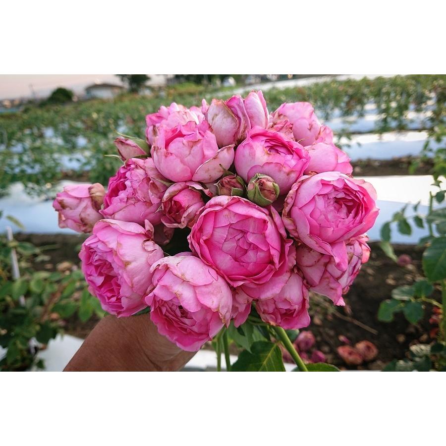 バラ苗 即納 大苗 18cmポット 浮世 : Apple Roses - 通販 - Yahoo