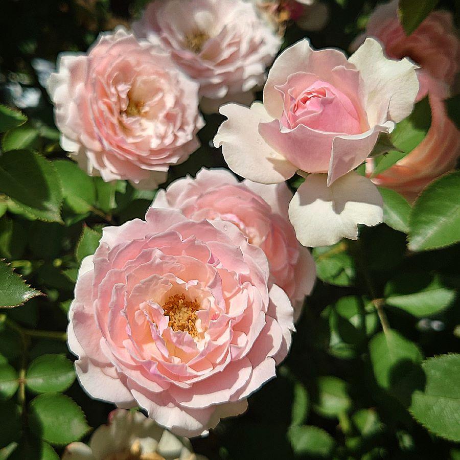 バラ苗 大苗 18cmポット ユニコーン : Apple Roses - 通販 バラ苗 大苗 18cmポット ユニコーン : Apple Roses - 通販