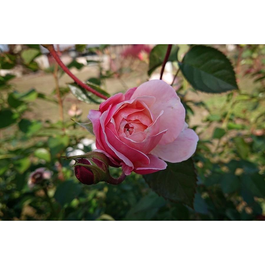 バラ苗 予約 新苗 12cmポット アルカーナ : Apple Roses - 通販