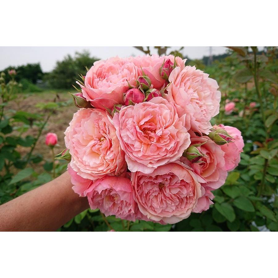 バラ苗 新苗育成苗 18cmポット アルカーナ : Apple Roses - 通販