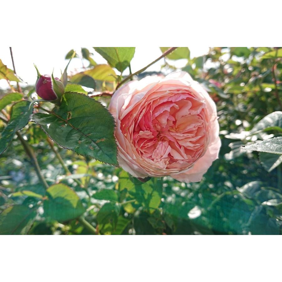 バラ苗 楽天市場】バラ苗【中苗】ハニーディジョン 国産苗 6号鉢植え品