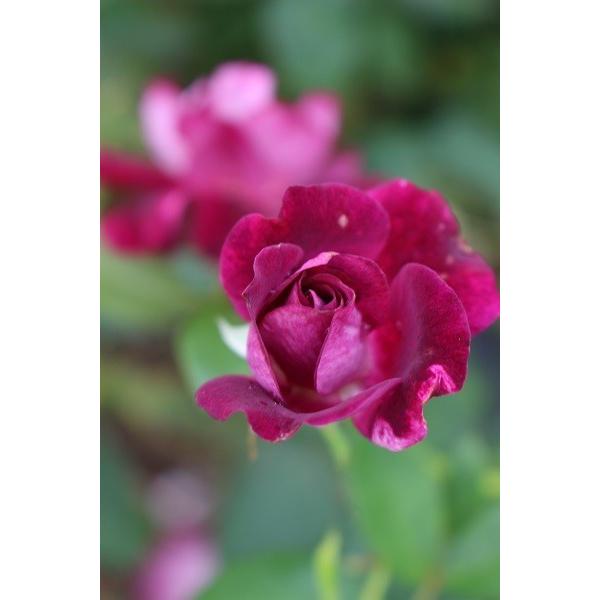 予約 バラ苗 新苗12cmポット バーガンディ アイスバーグ 売れ筋