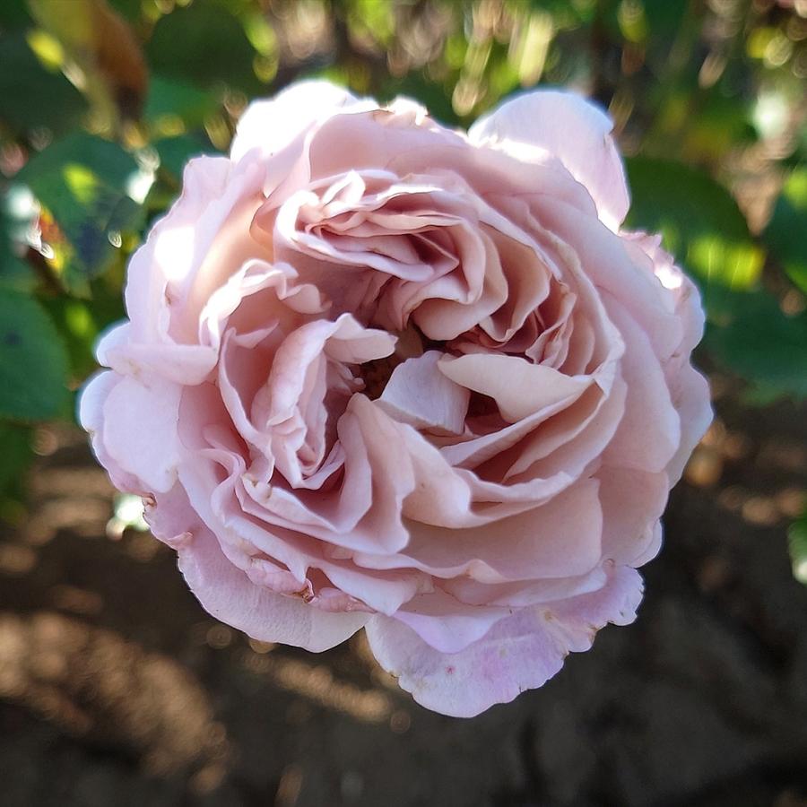 バラ苗 予約 新苗 12cmポット シャロン : Apple Roses - 通販 - Yahoo