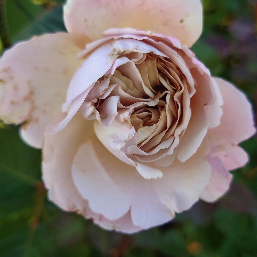 バラ苗 予約 新苗 12cmポット シャロン : Apple Roses - 通販 - Yahoo