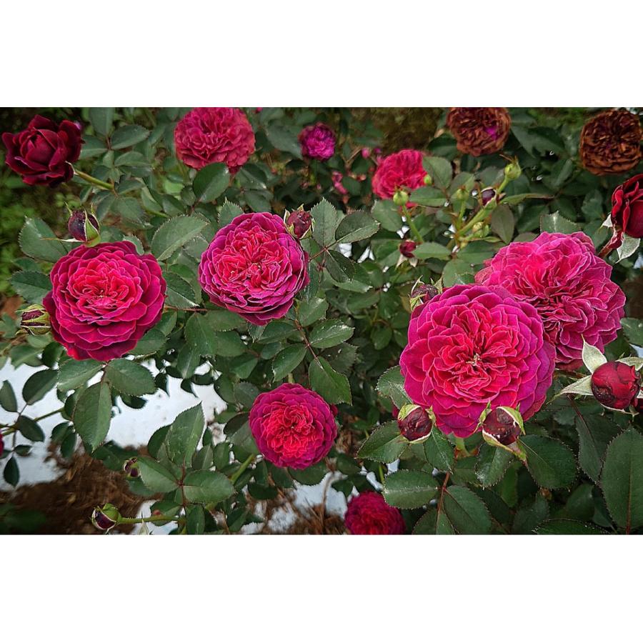 予約 5月中旬以降発送 バラ苗 新苗 12cmポット サーカス ナイト｜apple-roses｜08