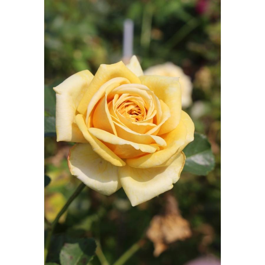 バラ苗 予約 新苗 12cmポット カントリー ベア : Apple Roses - 通販