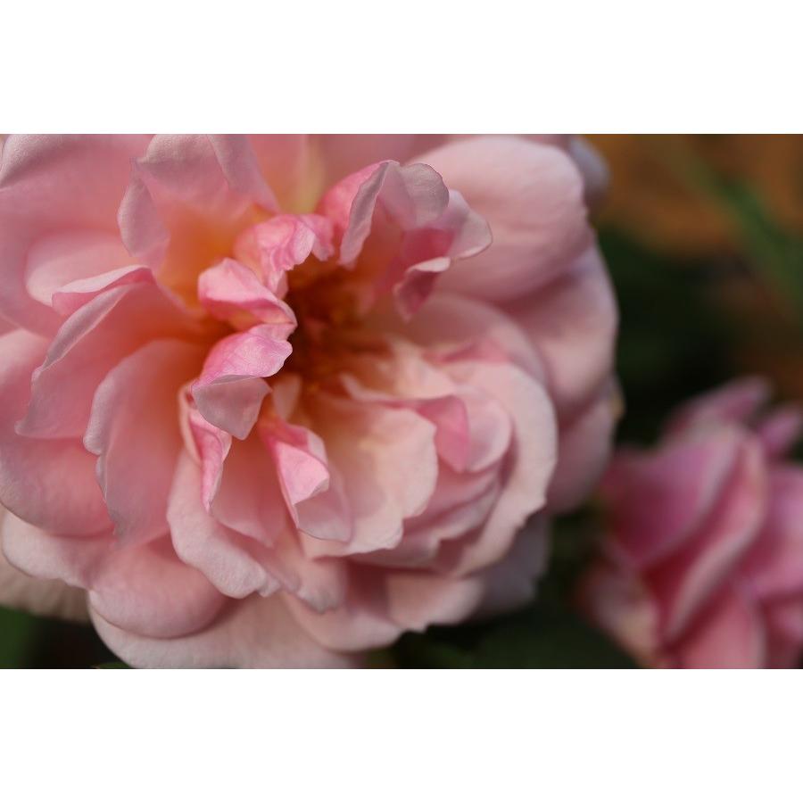 即納 バラ苗 新苗育成苗18cmポット フェリシア S Felicia Apple Roses 通販 Yahoo ショッピング