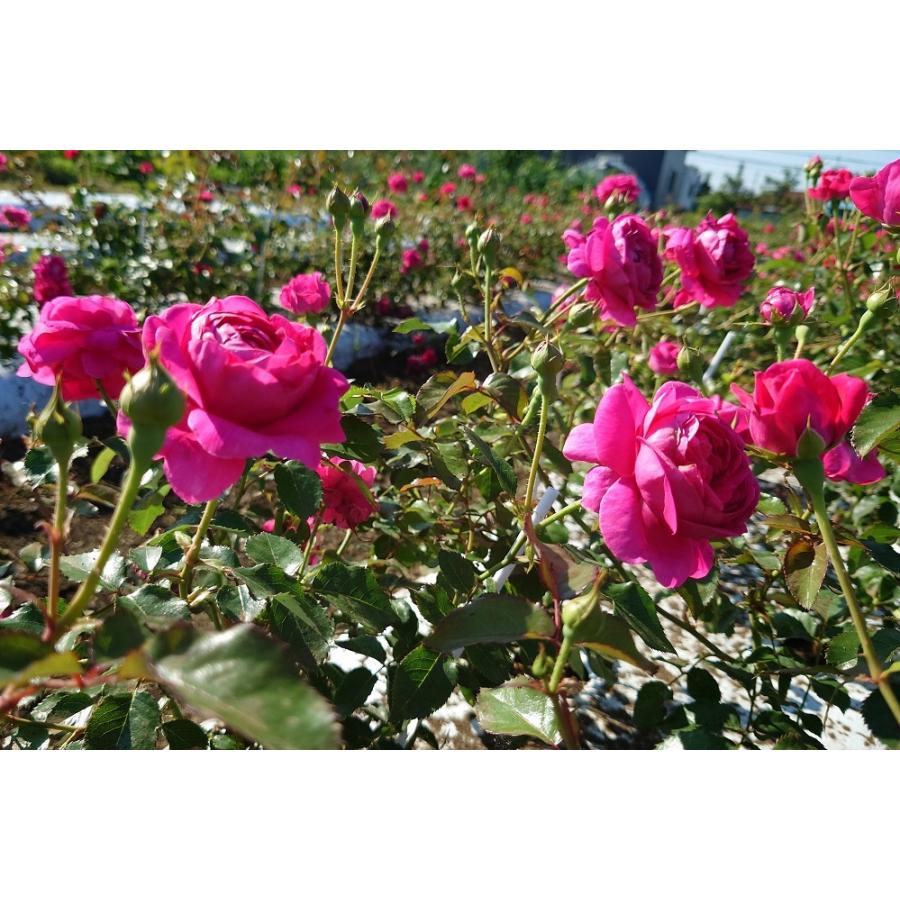 バラ苗 新苗育成苗 18cmポット グローブマイスター : Apple Roses