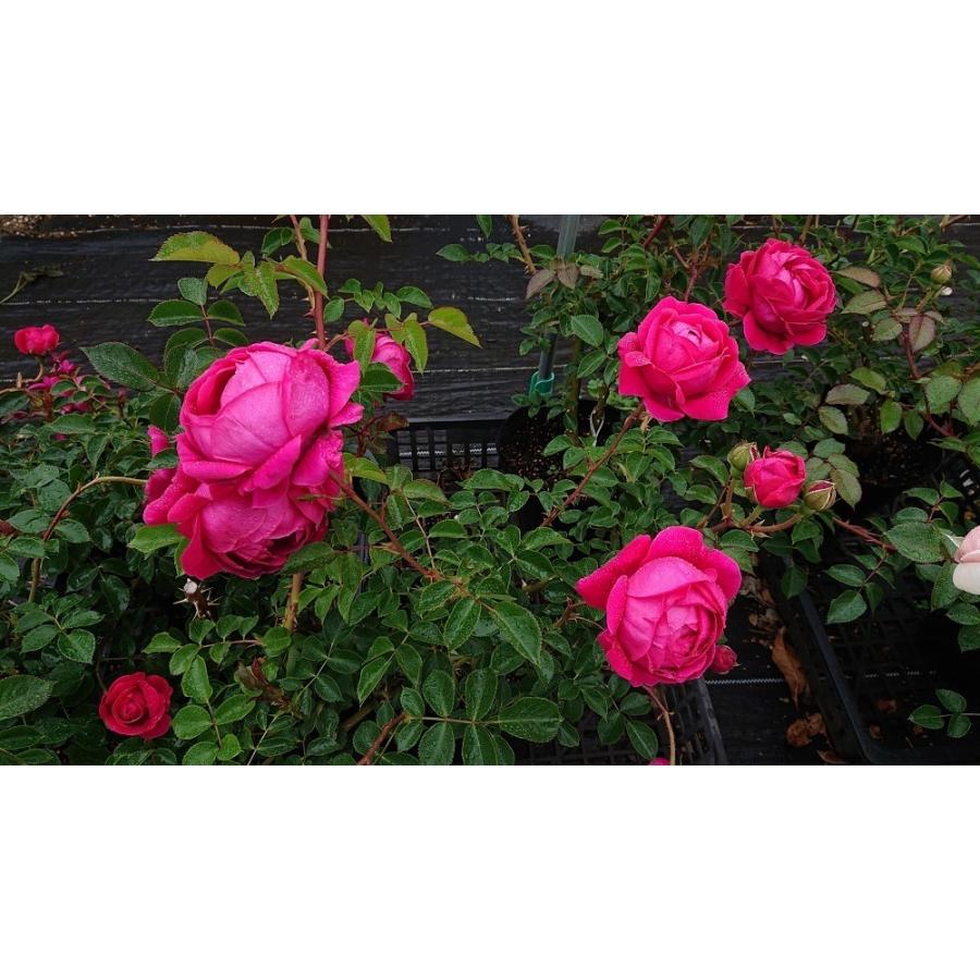 バラ苗 新苗育成苗 18cmポット グローブマイスター : Apple Roses