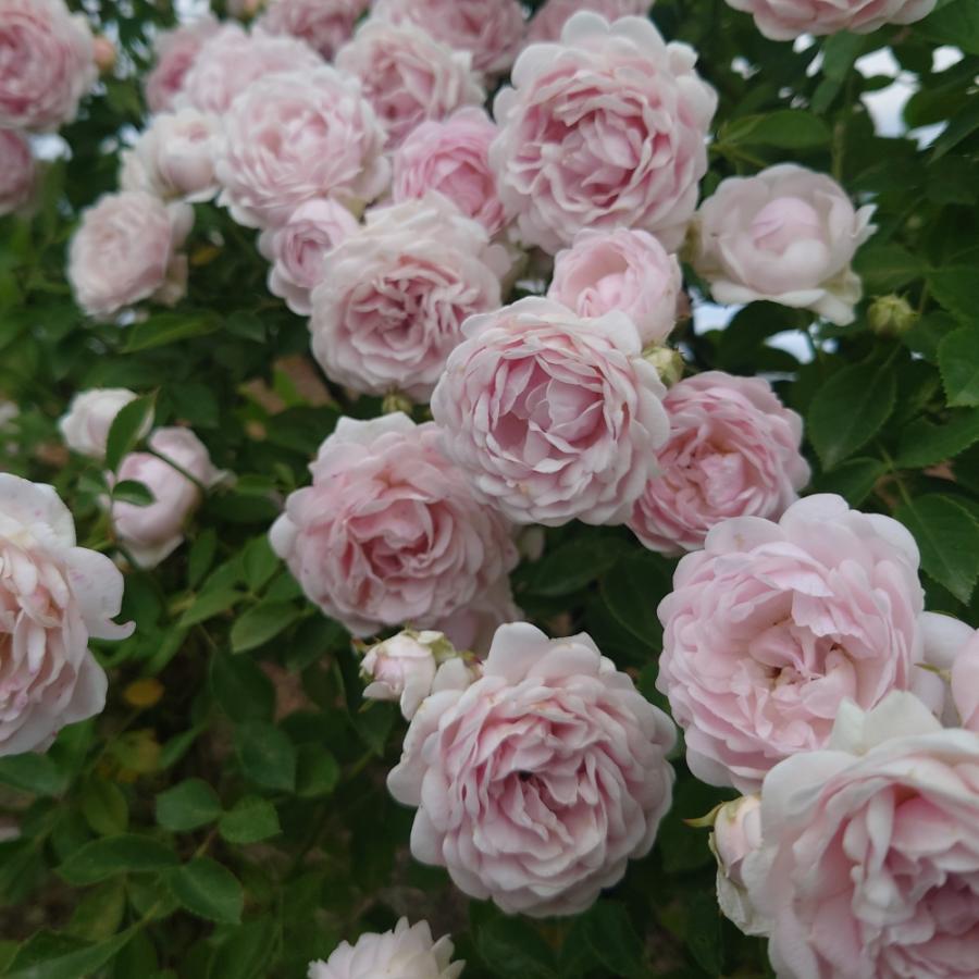 5月発送予定 バラ苗 新苗 12cmポット ハルシオン : Apple Roses 5月発送予定 バラ苗 新苗 12cmポット ハルシオン : Apple Roses