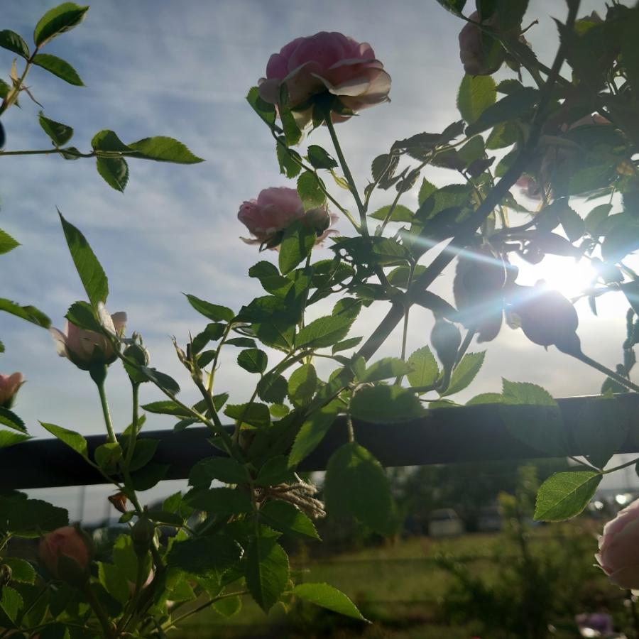 バラ苗 予約 新苗 12cmポット ハルシオン : Apple Roses - 通販