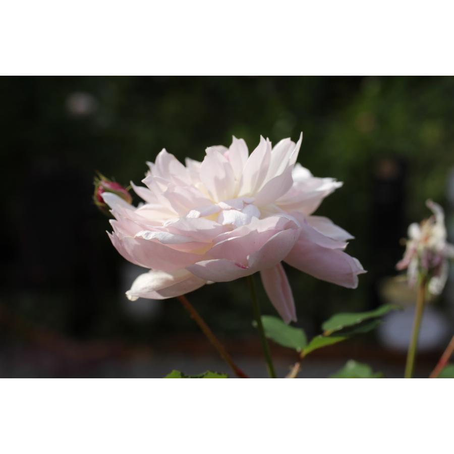 5月発送予定 バラ苗 新苗 12cmポット 花千鳥 : Apple Roses 5月発送予定 バラ苗 新苗 12cmポット 花千鳥 : Apple Roses