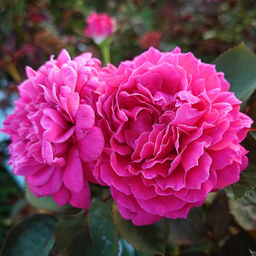 予約 5月中旬以降発送 バラ苗 新苗 12cmポット イフリート｜apple-roses｜02