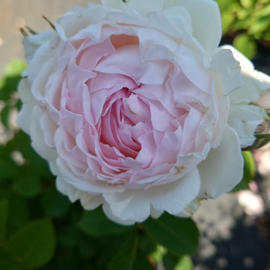 バラ苗 新苗育成苗 18cmポット いのり : Apple Roses - 通販 - Yahoo