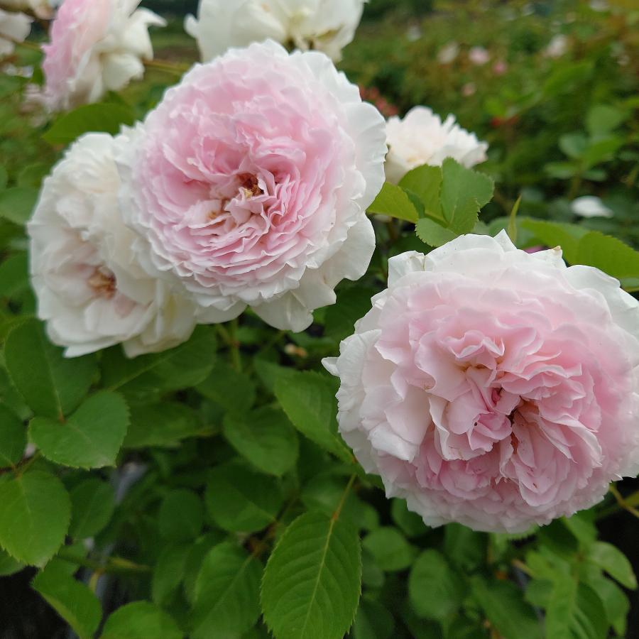 バラ苗 新苗育成苗 18cmポット いのり : Apple Roses - 通販 - Yahoo
