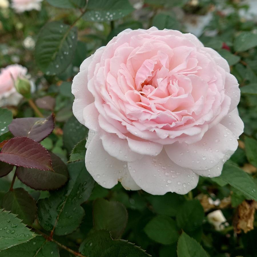 バラ苗 予約 新苗 12cmポット いのり : Apple Roses - 通販 - Yahoo