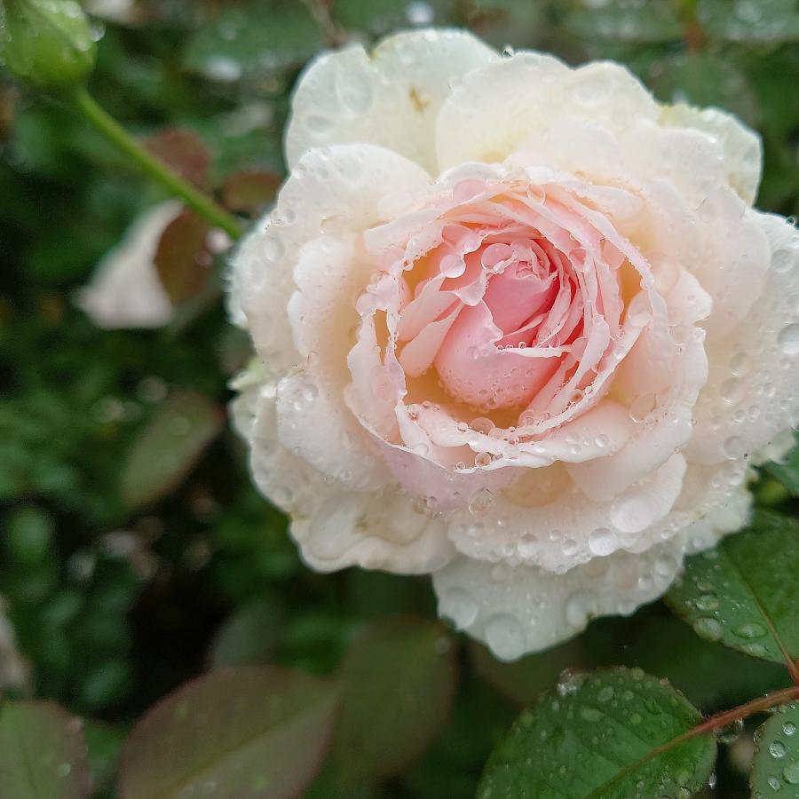 バラ苗 新苗育成苗 18cmポット いのり : Apple Roses - 通販 - Yahoo