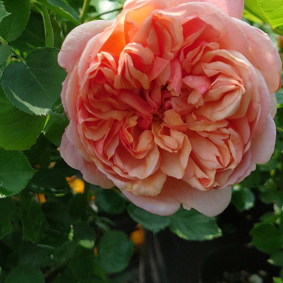 バラ苗 新苗育成苗 18cmポット クレー シフォン : Apple Roses - 通販