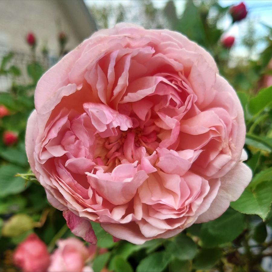 バラ苗 予約 新苗 12cmポット クレー シフォン : Apple Roses - 通販