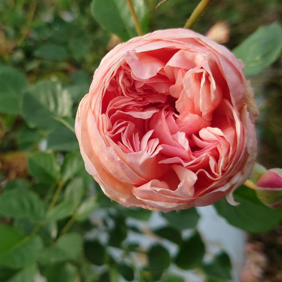 バラ苗 新苗育成苗 18cmポット クレー シフォン : Apple Roses - 通販