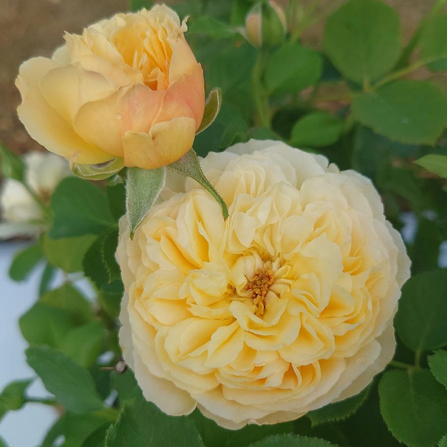 バラ苗 新苗育成苗 18cmポット クレー シフォン : Apple Roses - 通販