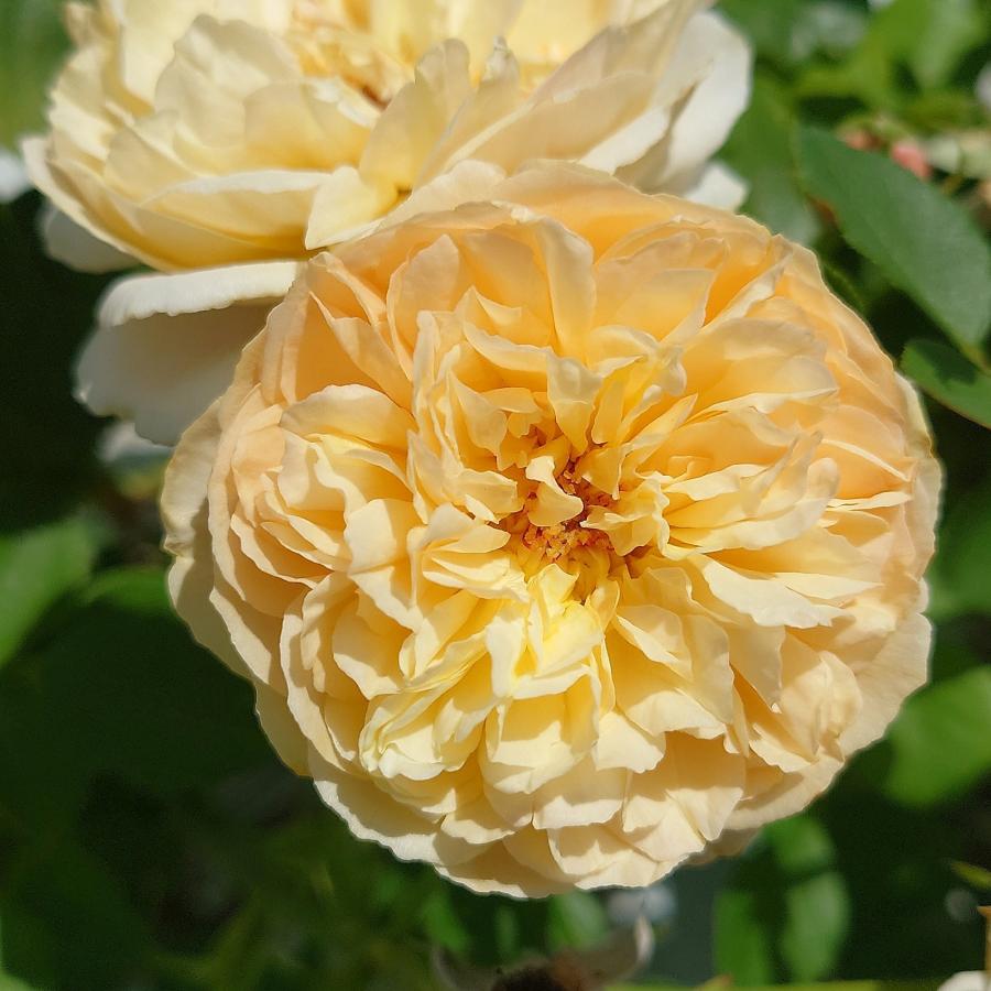 バラ苗 予約 新苗 12cmポット クレー シフォン : Apple Roses - 通販