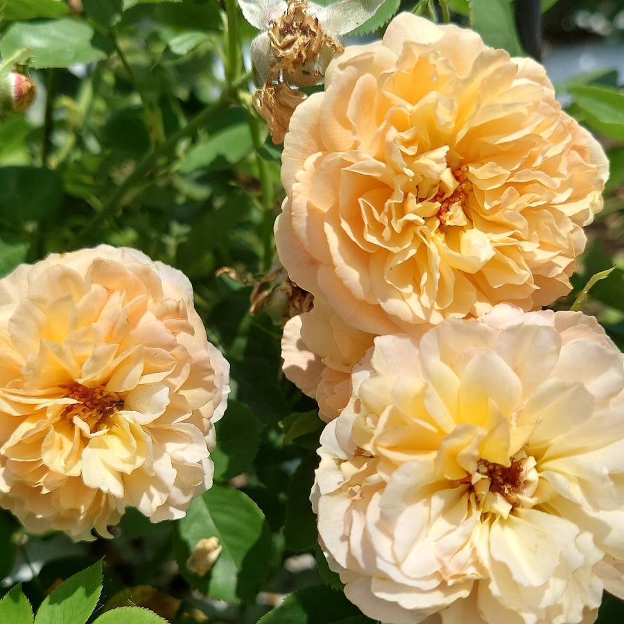 バラ苗 予約 新苗 12cmポット クレー シフォン : Apple Roses - 通販