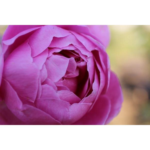 バラ苗 新苗育成苗 18cmポット ラブ・シック : Apple Roses - 通販