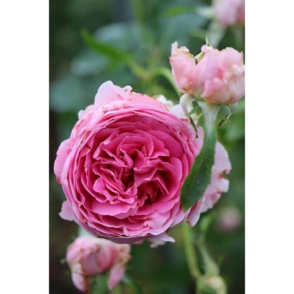 バラ苗 新苗育成苗 18cmポット ラブ・シック : Apple Roses - 通販